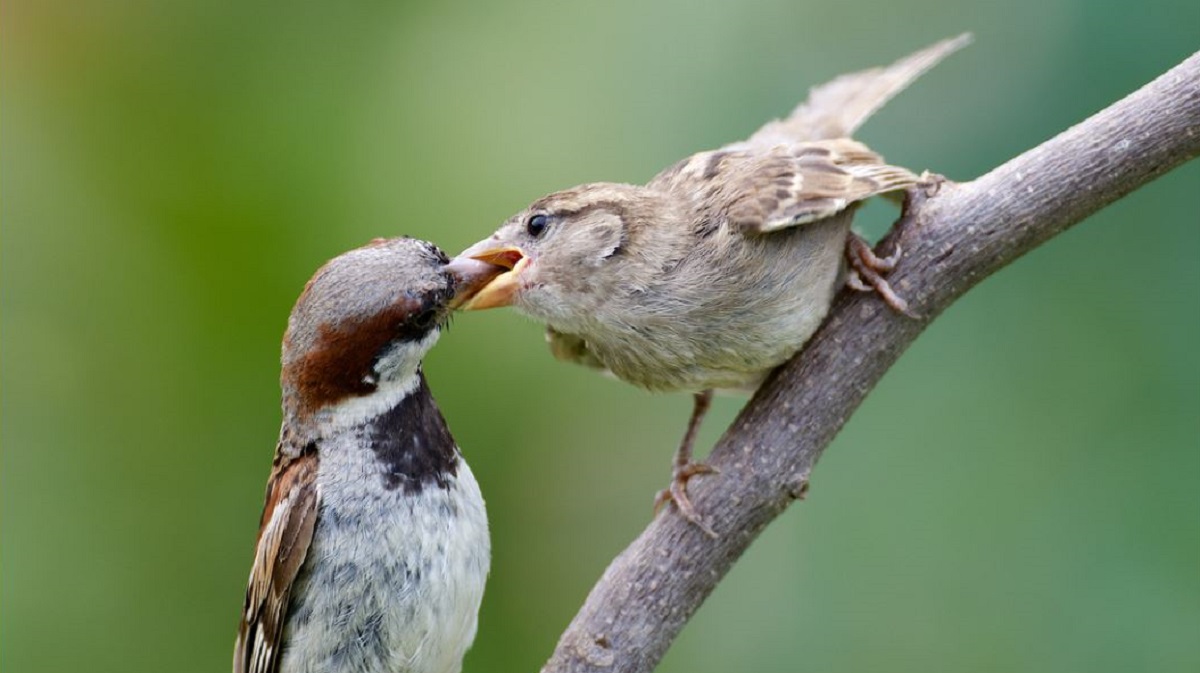 Neuseeländische Vögel und Tiere