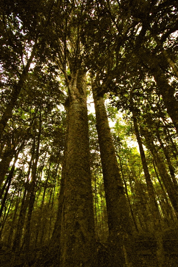 Kauri-Bäume